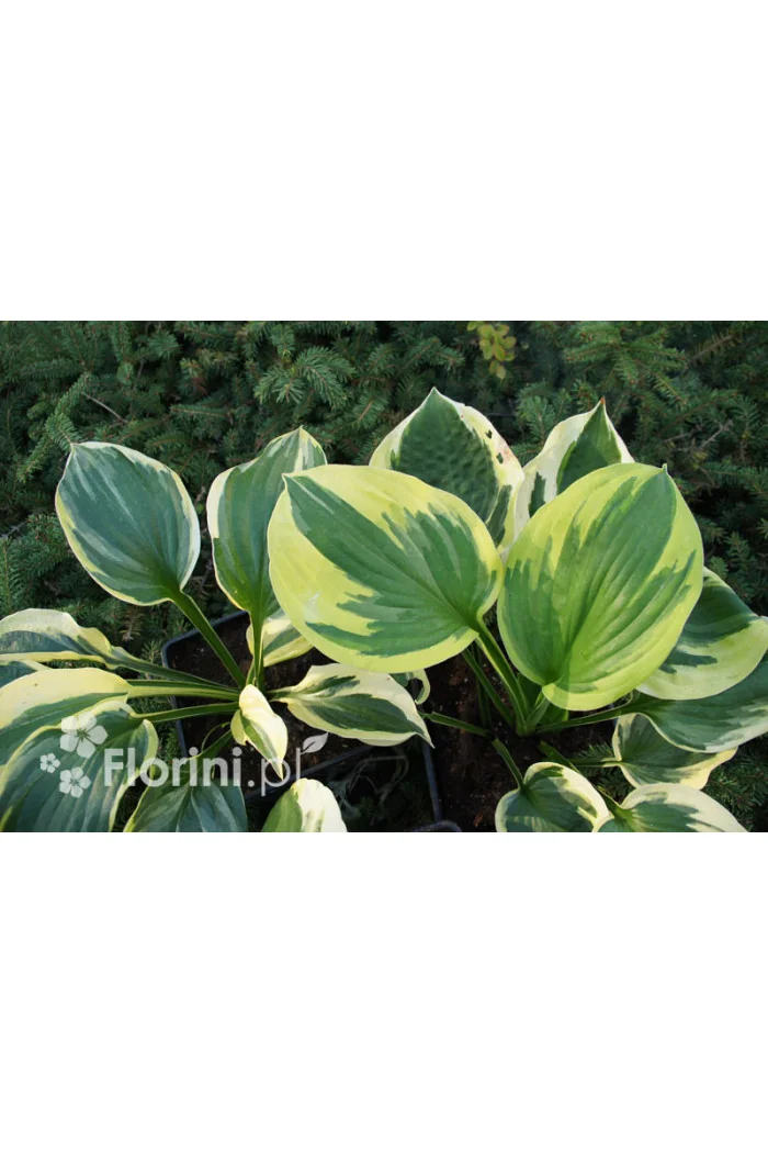 Funkia 'Twilight' | Hosta