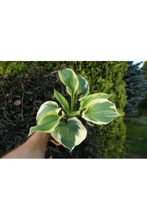 Funkia 'Twilight' | Hosta