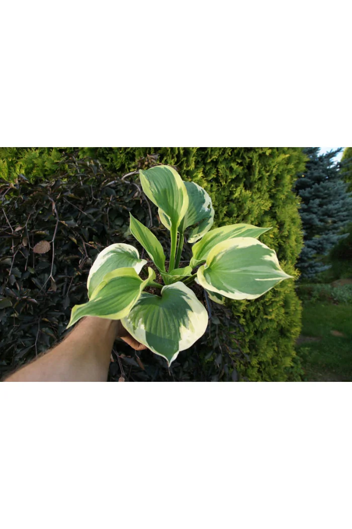 Funkia 'Twilight' | Hosta