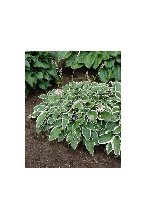 Funkia kędzierzawa Hosta crispula