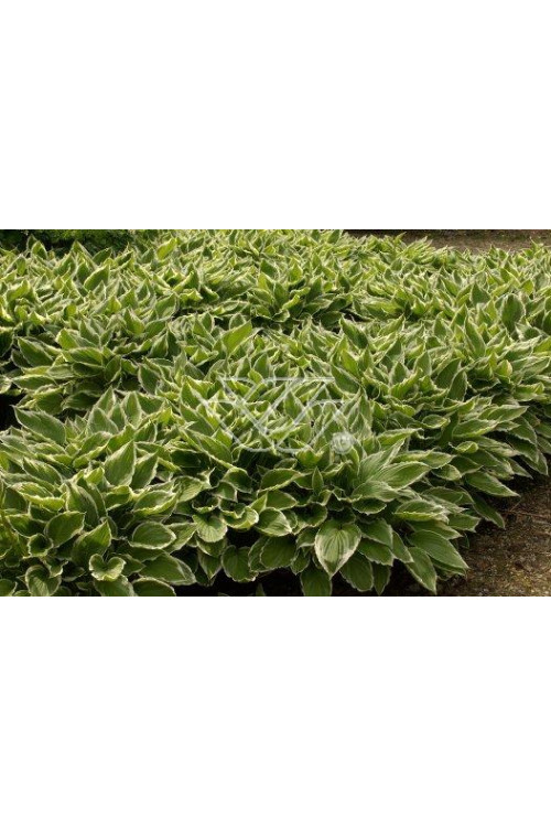 Funkia kędzierzawa Hosta crispula