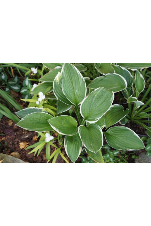 Funkia kędzierzawa Hosta crispula