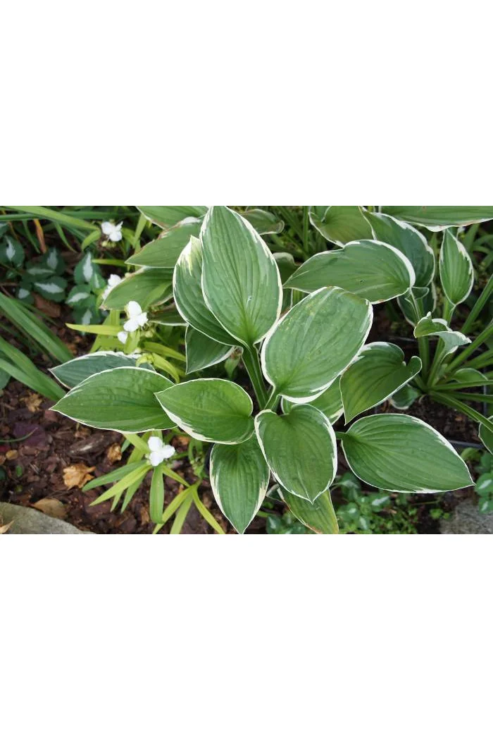 Funkia kędzierzawa Hosta crispula