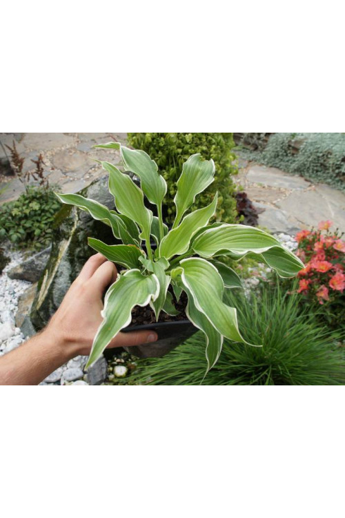 Funkia kędzierzawa Hosta crispula