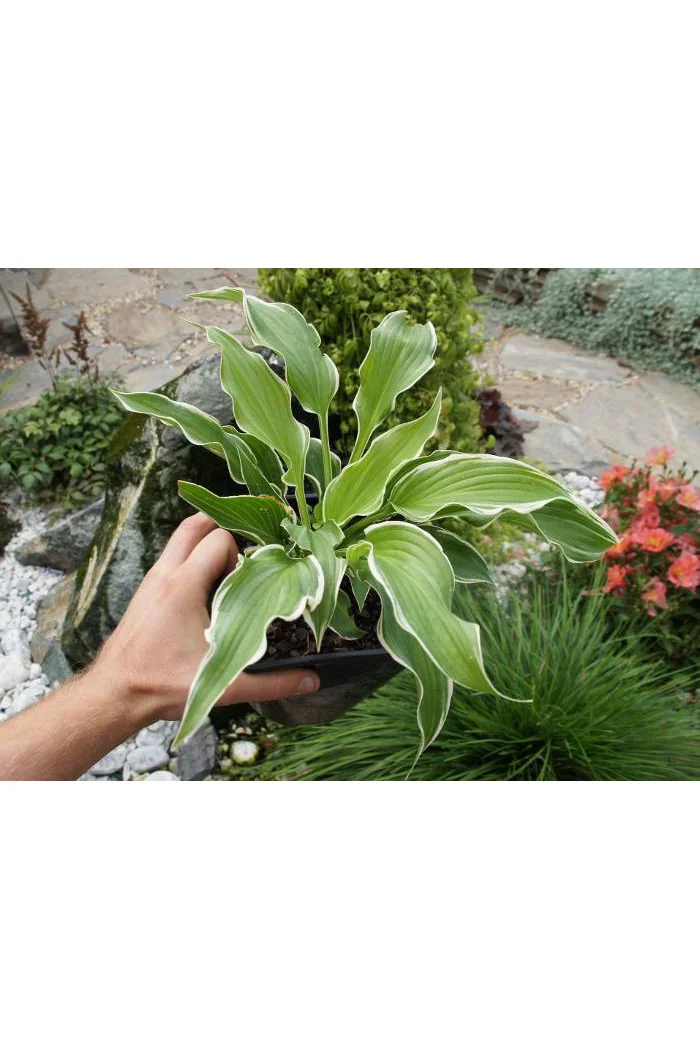 Funkia kędzierzawa Hosta crispula