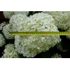 Hortensja drzewiasta 'Incrediball' (Strong Anabelle) | Hydrangea arborescens