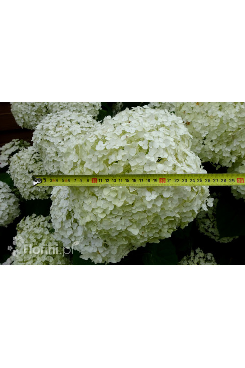 Hortensja drzewiasta 'Incrediball' (Strong Anabelle) | Hydrangea arborescens