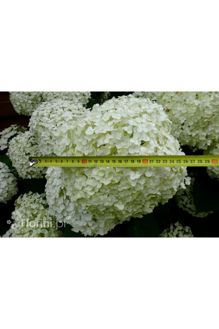 Hortensja drzewiasta 'Incrediball' (Strong Anabelle) | Hydrangea arborescens