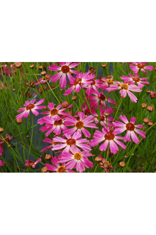Nachyłek 'Pink Sapphire' Coreopsis