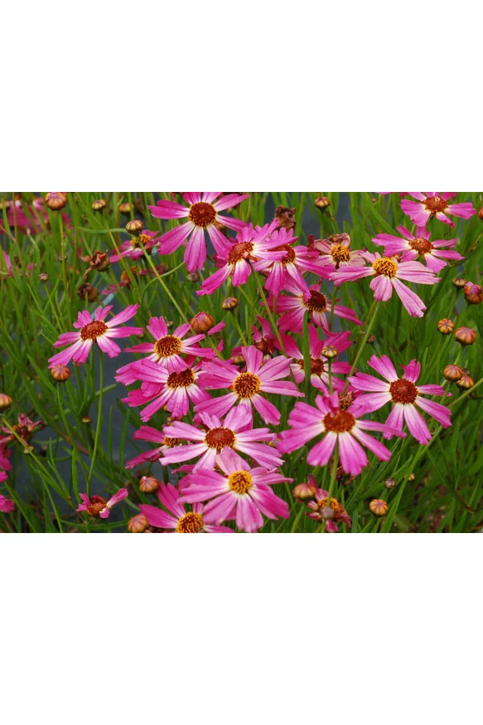 Nachyłek 'Pink Sapphire' Coreopsis