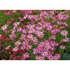 Nachyłek 'Pink Sapphire' Coreopsis