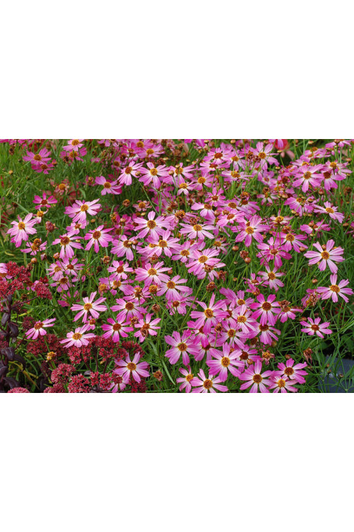 Nachyłek 'Pink Sapphire' Coreopsis