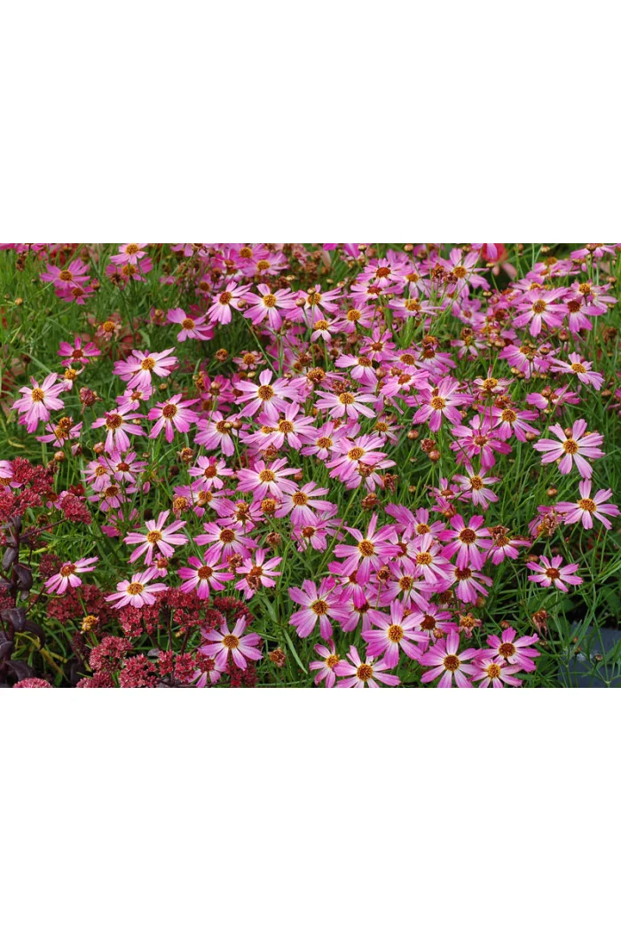 Nachyłek 'Pink Sapphire' Coreopsis