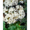 Azalia japońska 'Kermesina Alba' | Azalea japonica