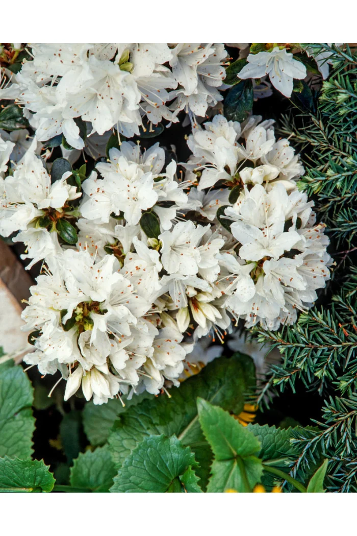 Azalia japońska 'Kermesina Alba' | Azalea japonica