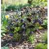 Ciemiernik orientalny Wedding Party ‘Dark And Handsome’| Helleborus orientalis