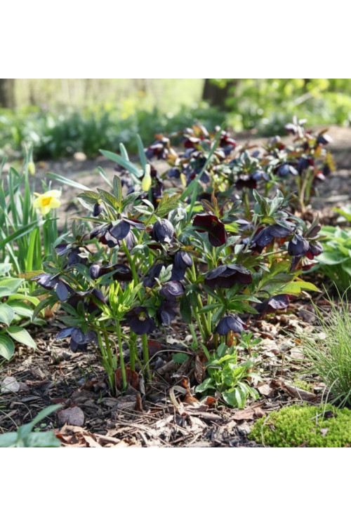 Ciemiernik orientalny Wedding Party ‘Dark And Handsome’| Helleborus orientalis