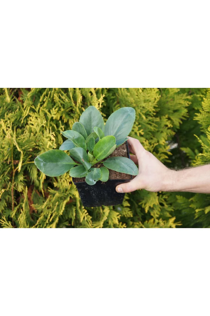 bergenia, bergenia sercolistna