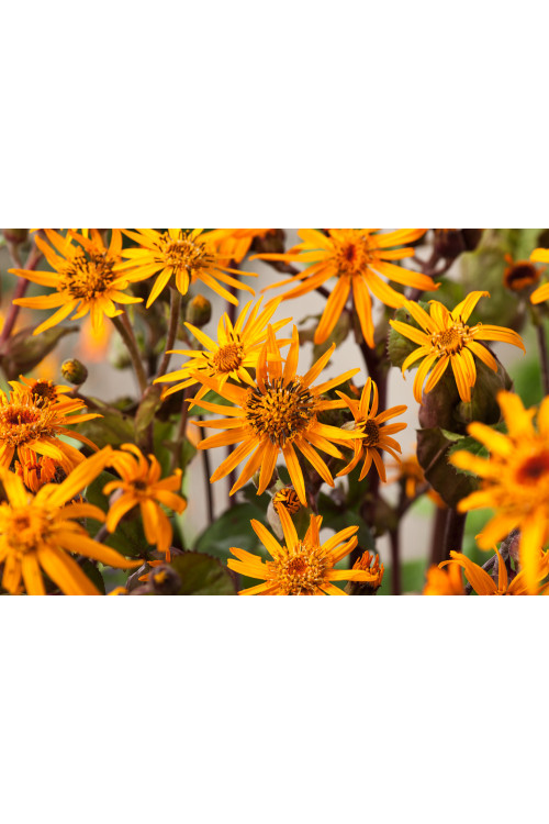 Języczka pomarańczowa 'Othello' Ligularia dentata