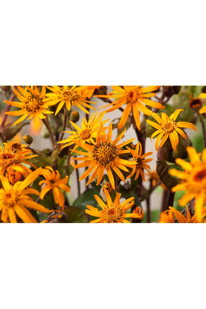 Języczka pomarańczowa 'Othello' Ligularia dentata