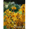 Języczka pomarańczowa 'Othello' Ligularia dentata