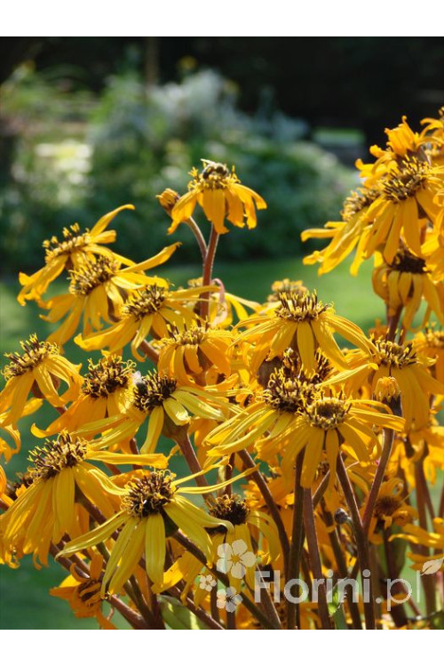 Języczka pomarańczowa 'Othello' Ligularia dentata