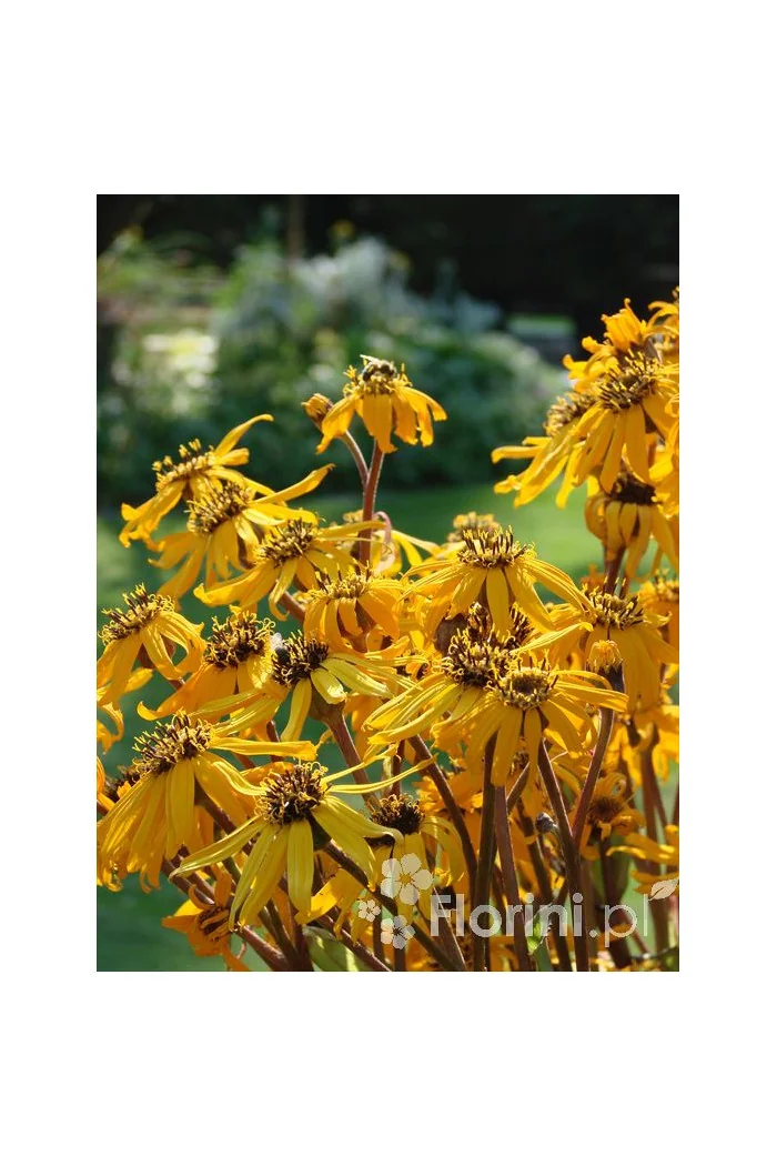 Języczka pomarańczowa 'Othello' Ligularia dentata