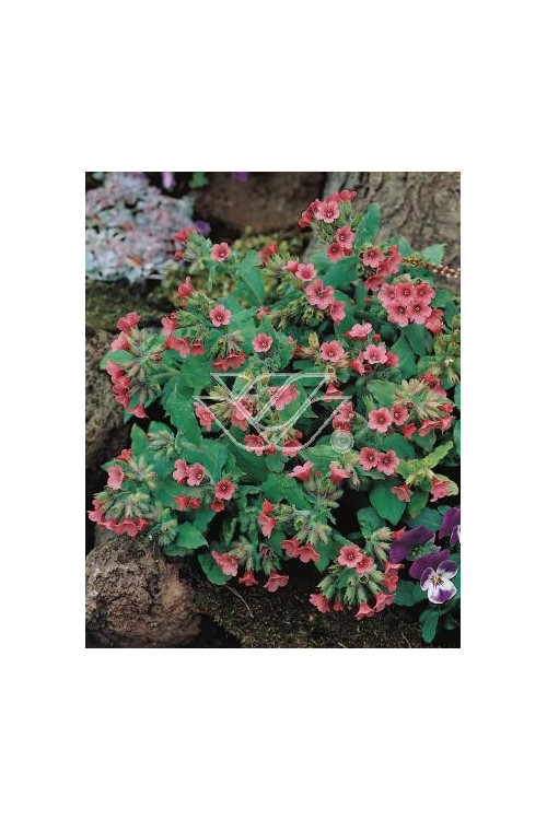 Miodunka czerwona Pulmonaria rubra