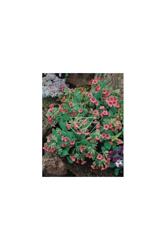 Miodunka czerwona Pulmonaria rubra