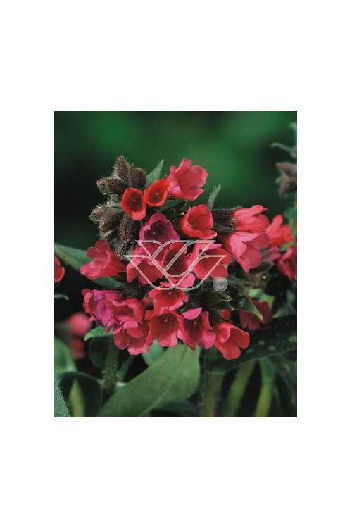 Miodunka czerwona Pulmonaria rubra