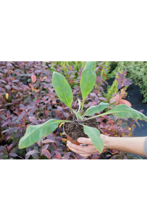 Miodunka czerwona Pulmonaria rubra