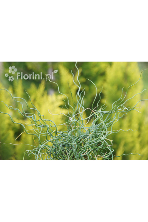 Sit spiralny 'Spiralis' Juncus filiformis