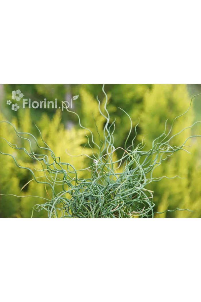 Sit spiralny 'Spiralis' Juncus filiformis