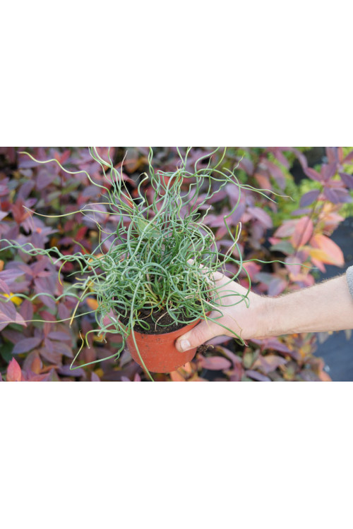 Sit spiralny 'Spiralis' Juncus filiformis