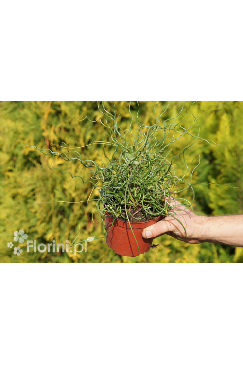 Sit spiralny 'Spiralis' Juncus filiformis