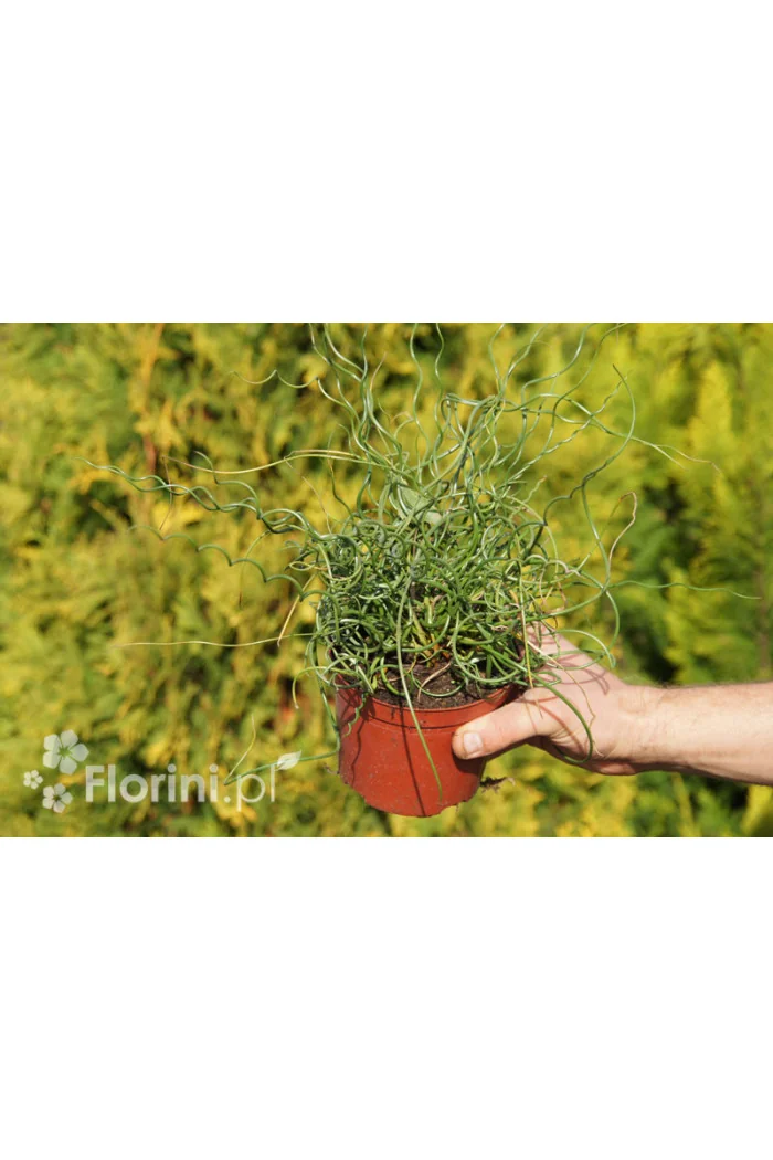 Sit spiralny 'Spiralis' Juncus filiformis