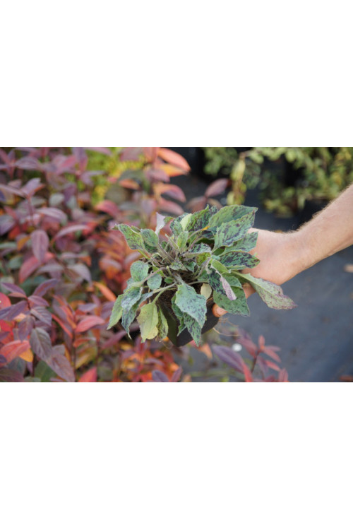 jastrzębiec, hieracium