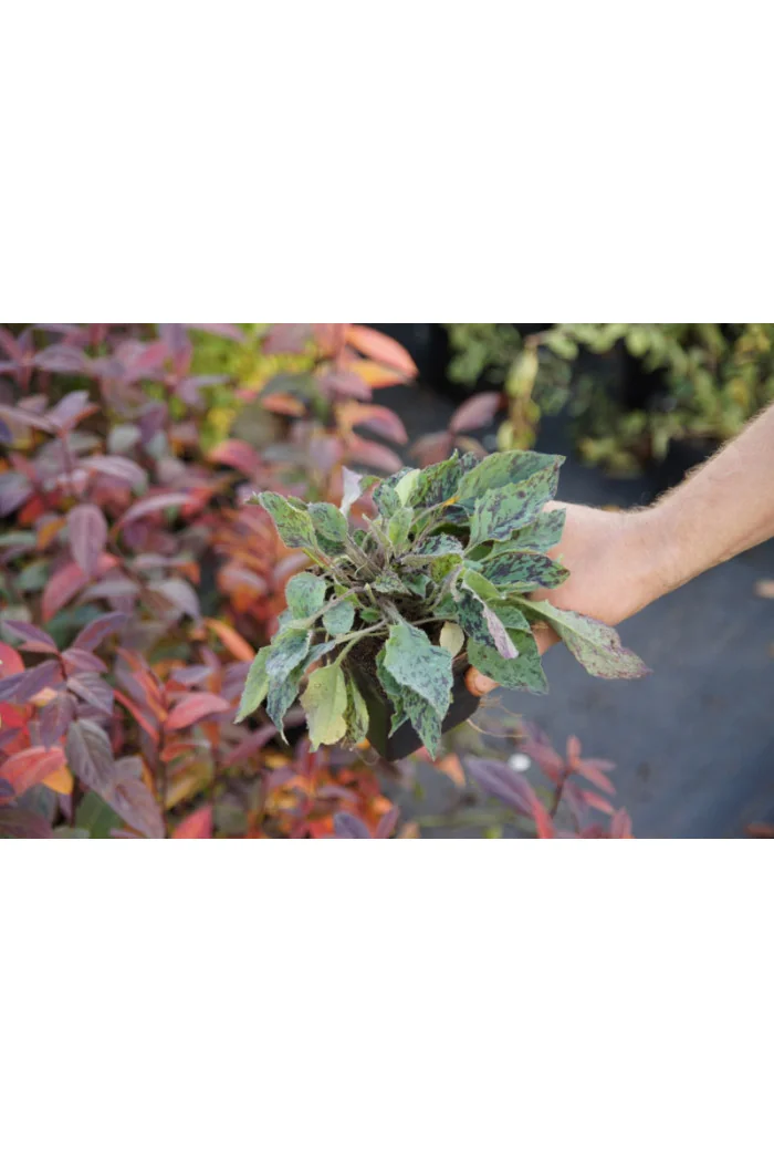 jastrzębiec, hieracium