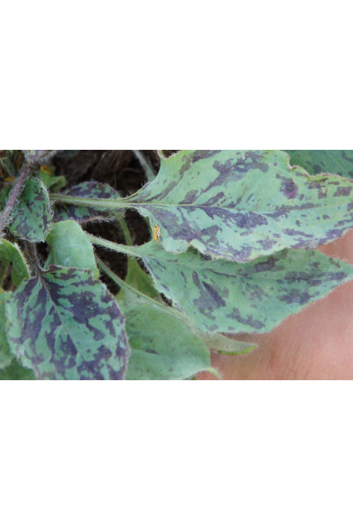 jastrzębiec, hieracium