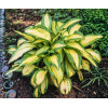 Funkia 'Great Expectations' | Hosta