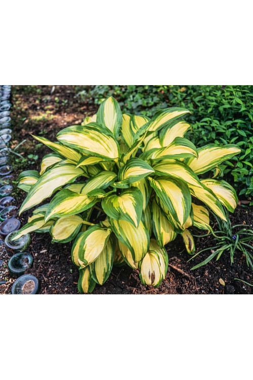 Funkia 'Great Expectations' | Hosta