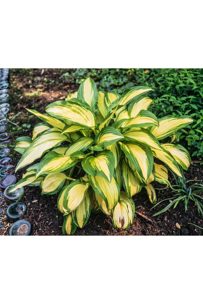 Funkia 'Great Expectations' | Hosta