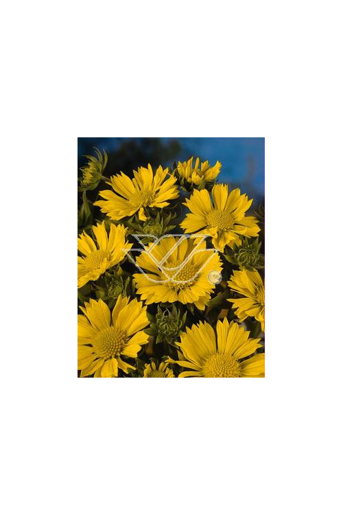 gailardia, gaillardia, Gailardia oścista 'Amber Wheels', Gaillardia aristata