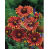 gailardia, gailardia burgunder, gaillardia
