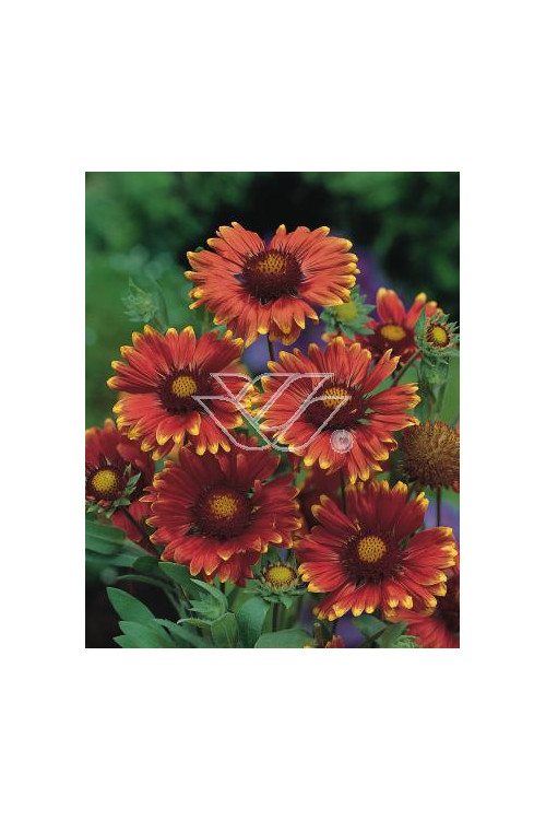 gailardia, gailardia burgunder, gaillardia