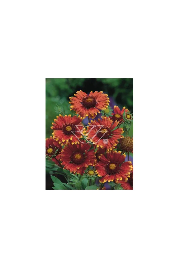 gailardia, gailardia burgunder, gaillardia