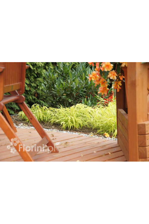 Hakonechloa 'All Gold' | Hakonechloa macra