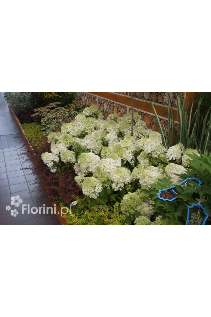 Hortensja bukietowa 'Bobo' |Hydrangea paniculata