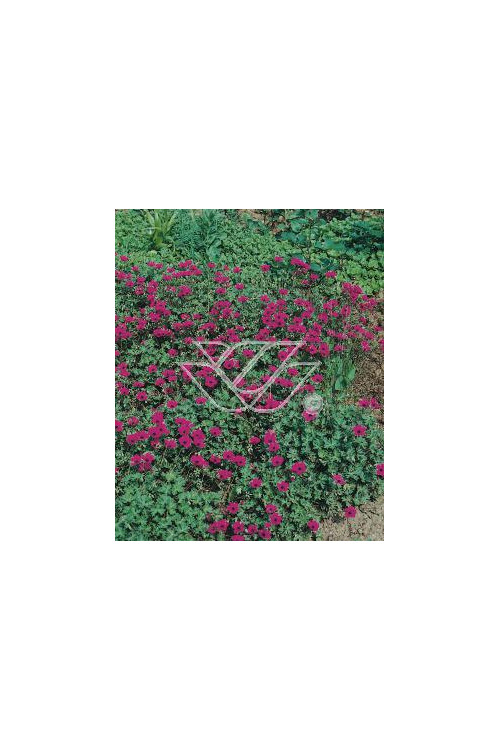 Bodziszek popielaty 'Giuseppe' Geranium cinereum