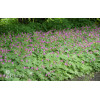 Bodziszek kantabryjski 'Karmina' Geranium cantabrigense